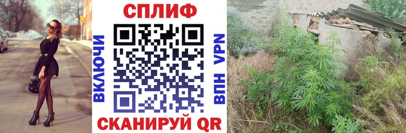 купить наркотики сайты  Вичуга  Каннабис планчик 